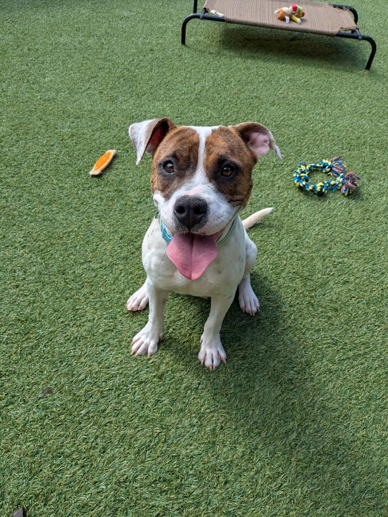 Enlarge Glinda, a Adoptable mixed breed in Madison, GA image 5/6