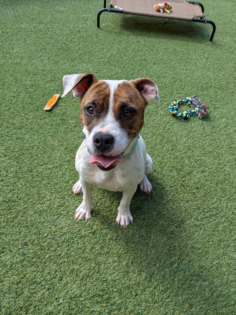 Enlarge Glinda, a Adoptable mixed breed in Madison, GA image 6/6