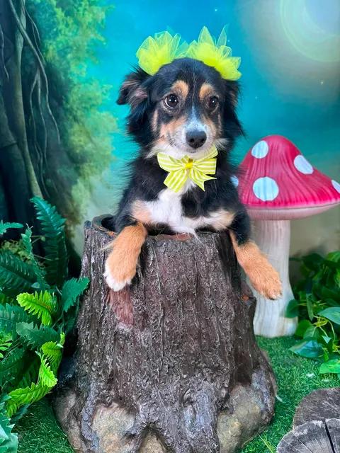 Pixie, an adopted mixed breed in Winchester, KY image 3/3
