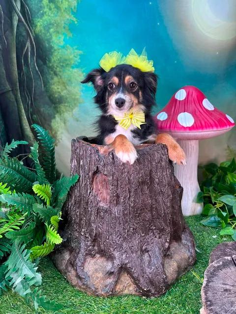 Pixie, an adopted mixed breed in Winchester, KY image 2/3