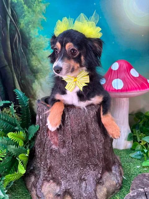 Pixie, adopted, Adult Female Australian Shepherd.