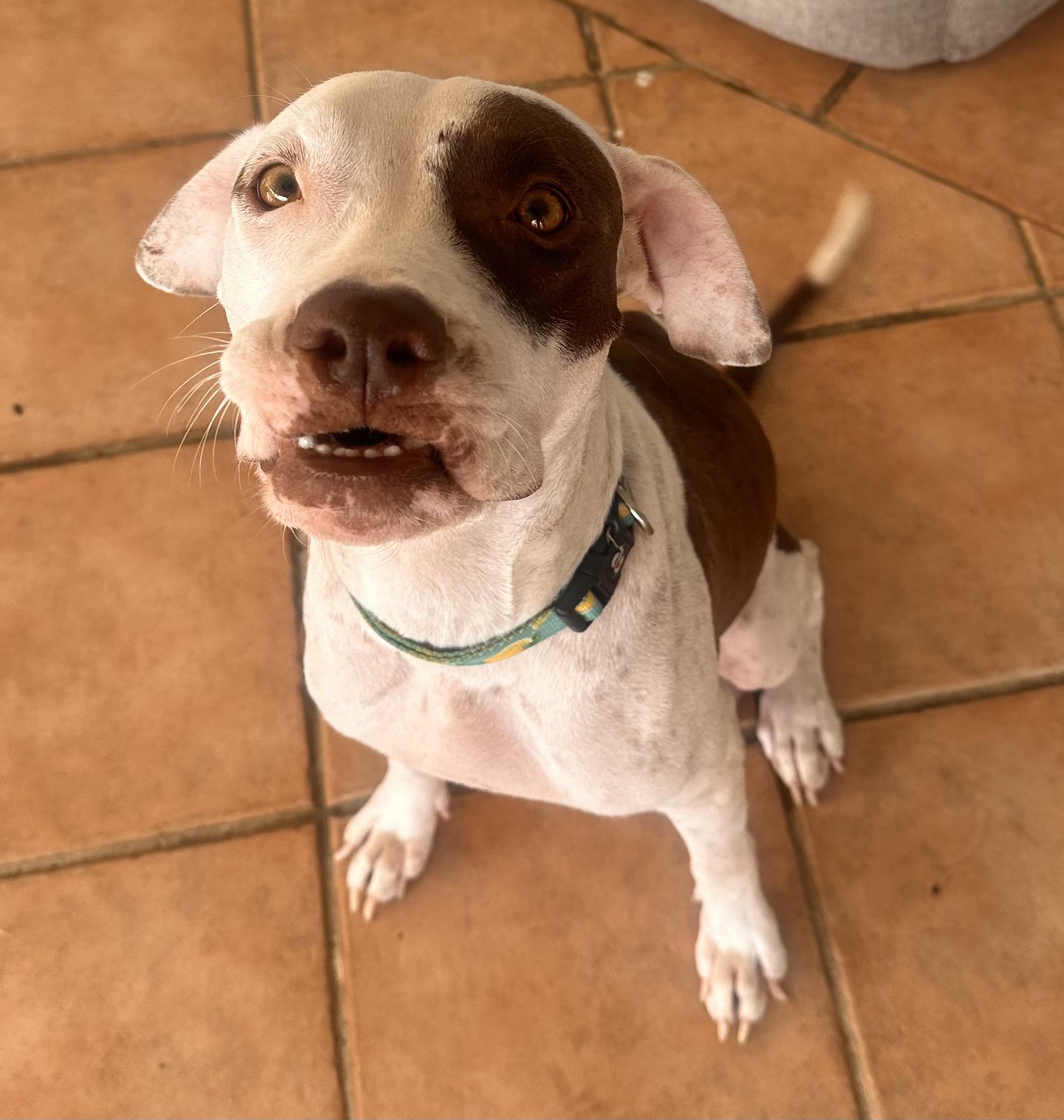 Darla - The Deserving Momma, an adoption pending mixed breed in Boston, MA image 1/6