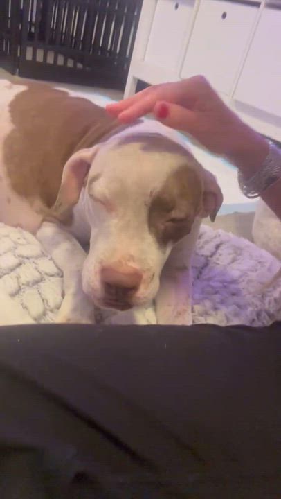 Enlarge Darla - The Deserving Momma, an adoption pending mixed breed in Boston, MA video 5/6