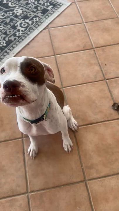 Enlarge Darla - The Deserving Momma, an adoption pending mixed breed in Boston, MA video 6/6