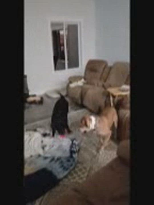 Enlarge Dutton!!, a Adoptable mixed breed in Rocklin , CA video 11/12