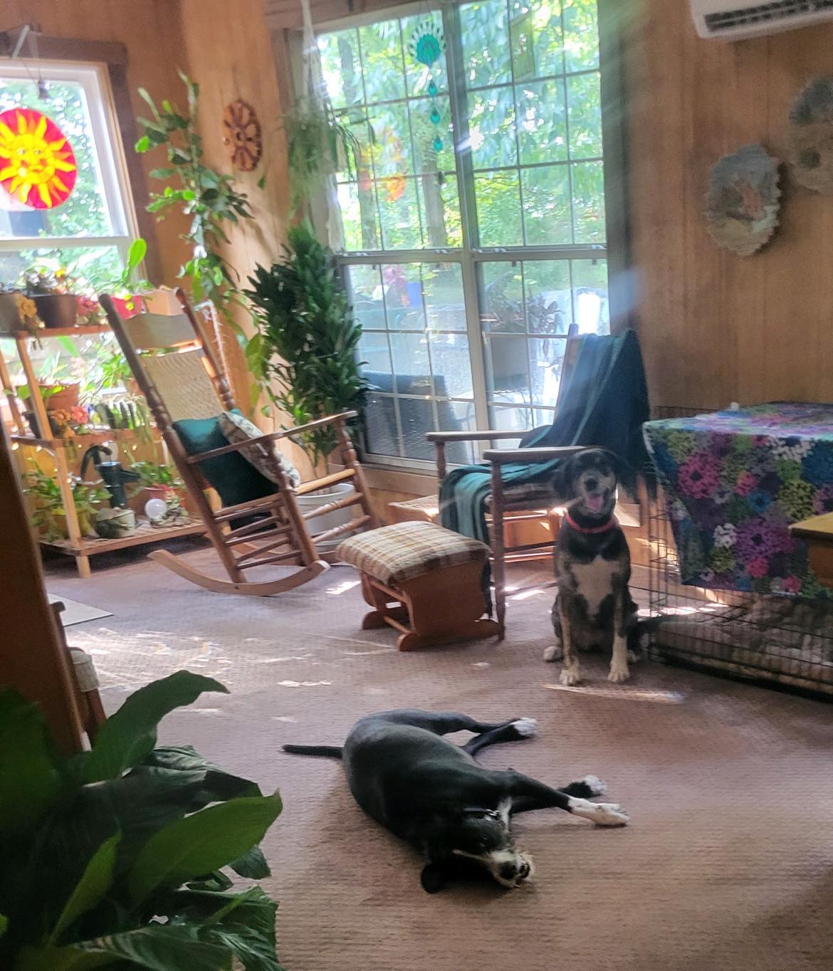 Dog for adoption Yona Fee sponsor!, a Shepherd in Cookeville, TN