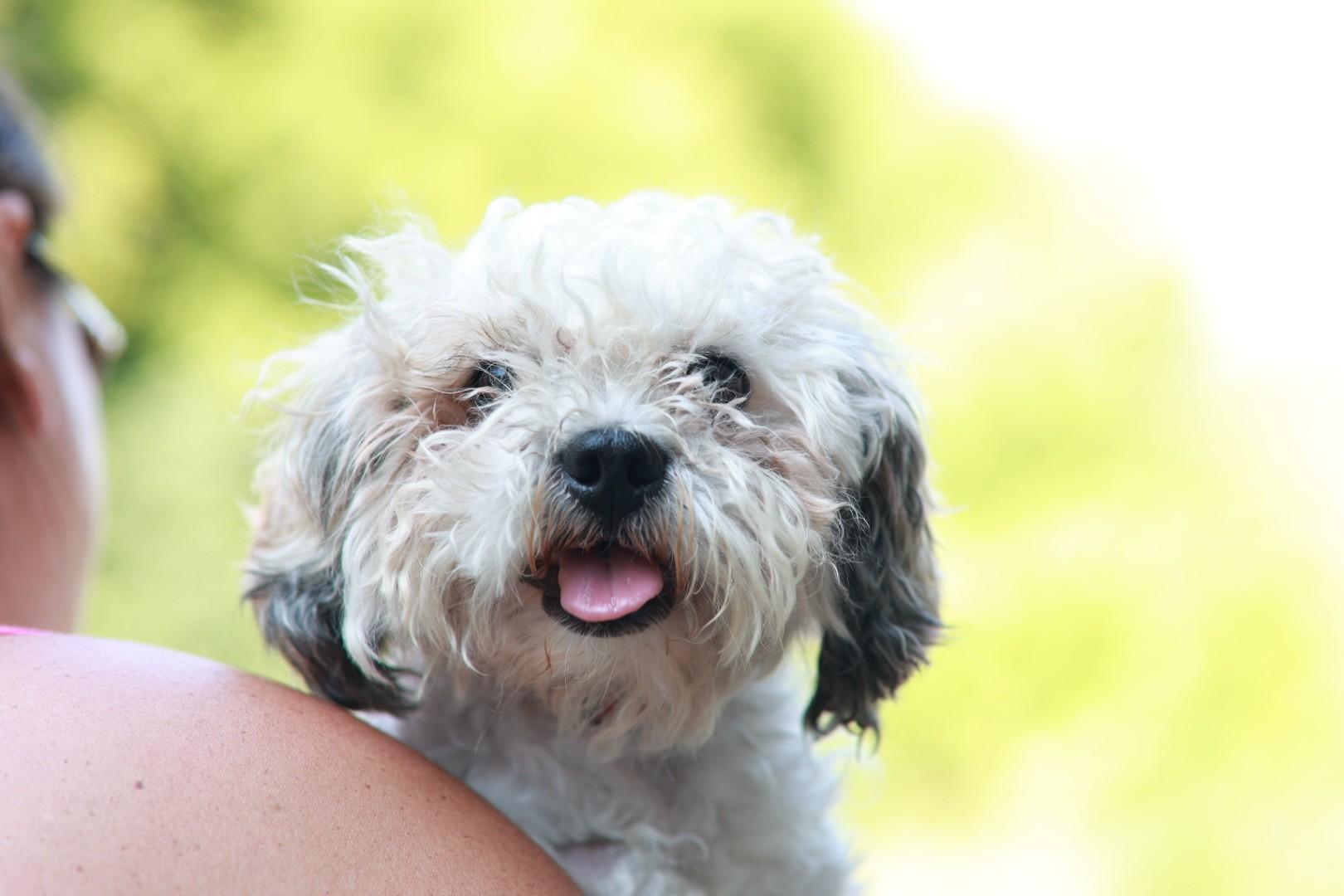 Puca, a ADOPTABLE mixed breed in Minneapolis, MN image 1/4