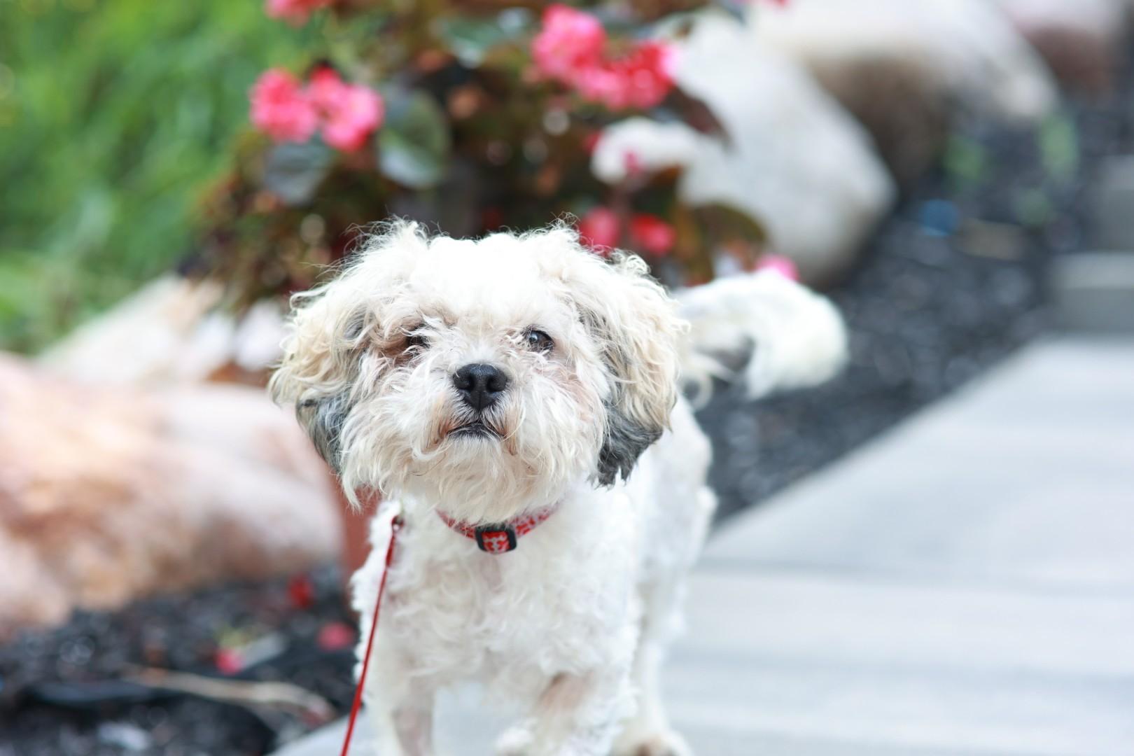 Puca, a ADOPTABLE mixed breed in Minneapolis, MN image 2/4