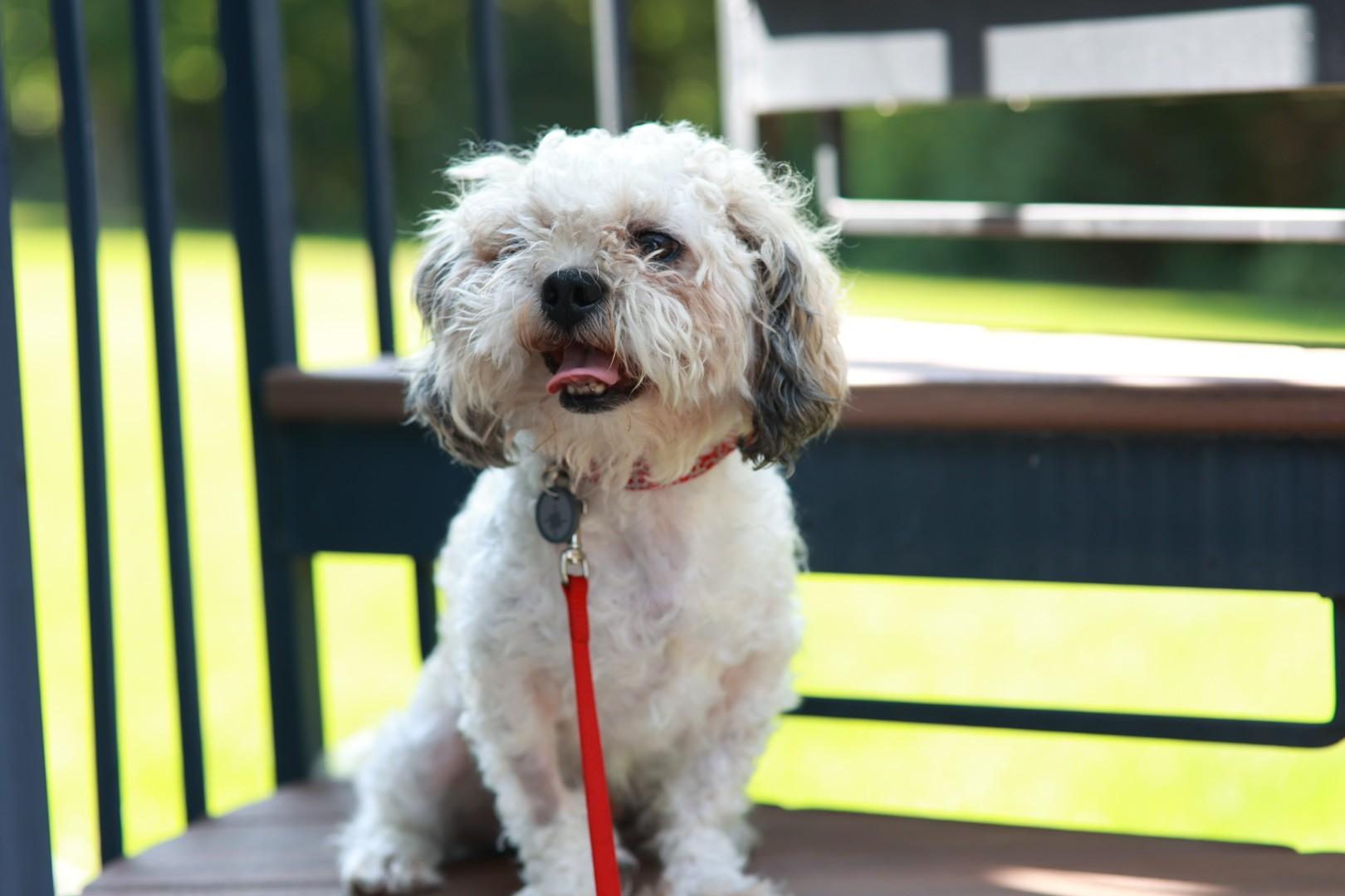 Puca, a ADOPTABLE mixed breed in Minneapolis, MN image 4/4
