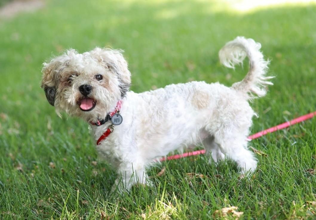 Puca, a ADOPTABLE mixed breed in Minneapolis, MN image 3/4