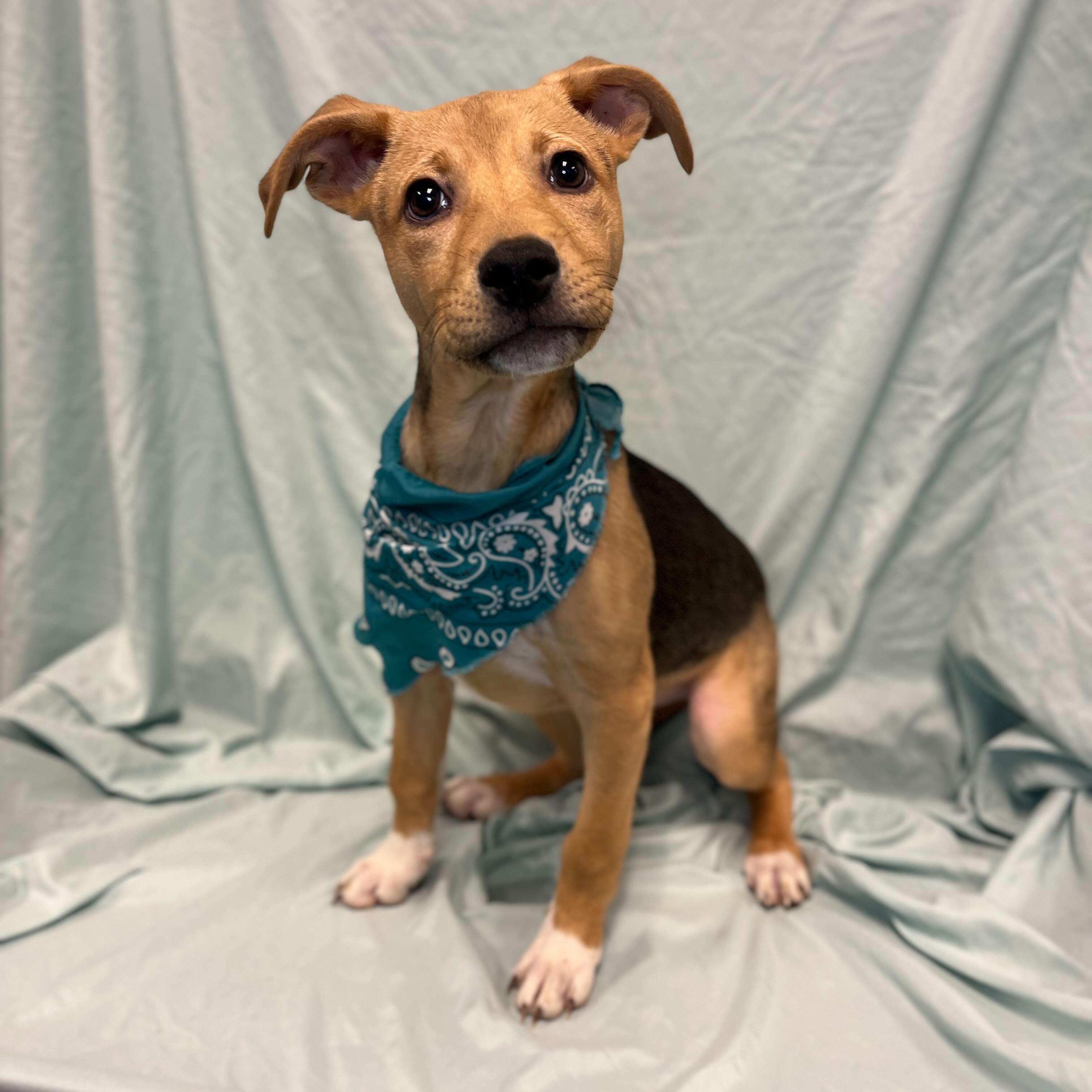 Sprout, adoptable, Puppy Female Mixed Breed.