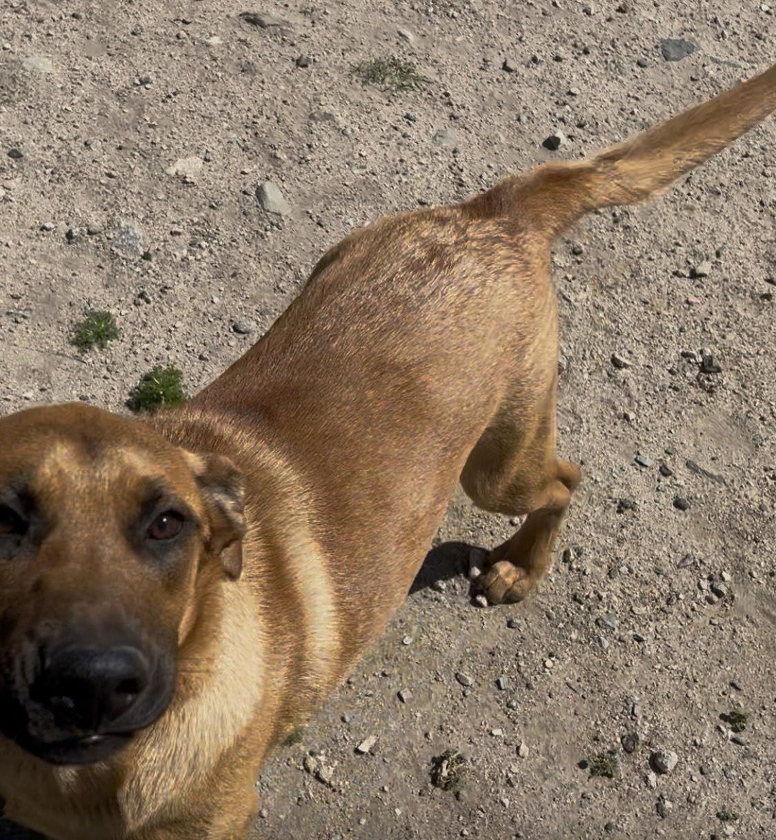 Enlarge Bobby, a Adoptable mixed breed in Rancho Cucamonga, CA image 2/2