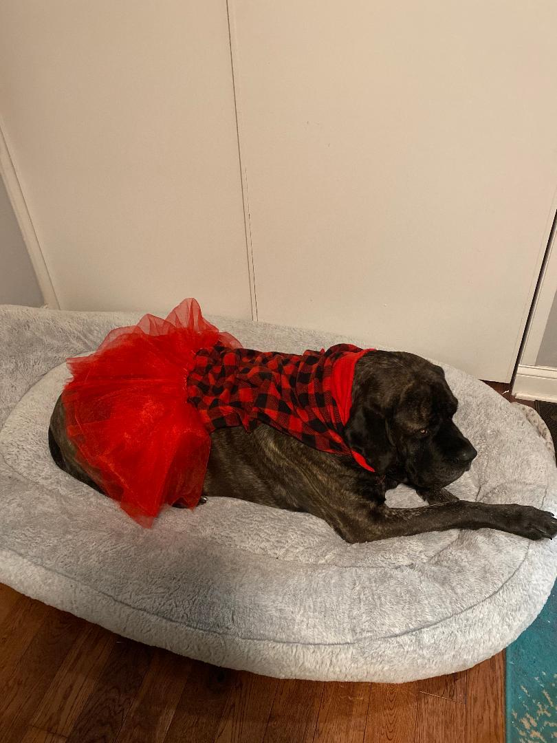 Maya, Adoptable, Adult Female Mastiff.