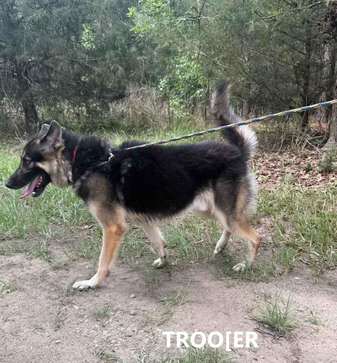 Trooper, an adopted mixed breed in Washington, GA image 3/3