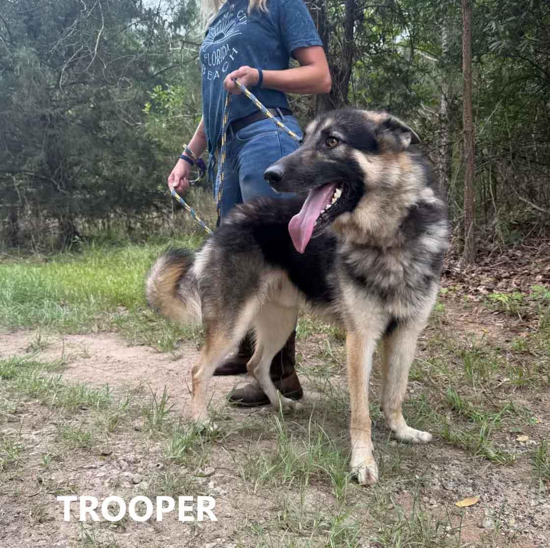 Trooper, an adopted mixed breed in Washington, GA image 2/3