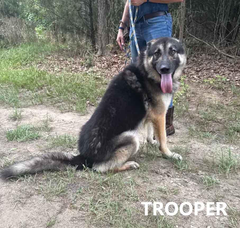 Trooper, adopted, Young Male Husky & German Shepherd Dog.