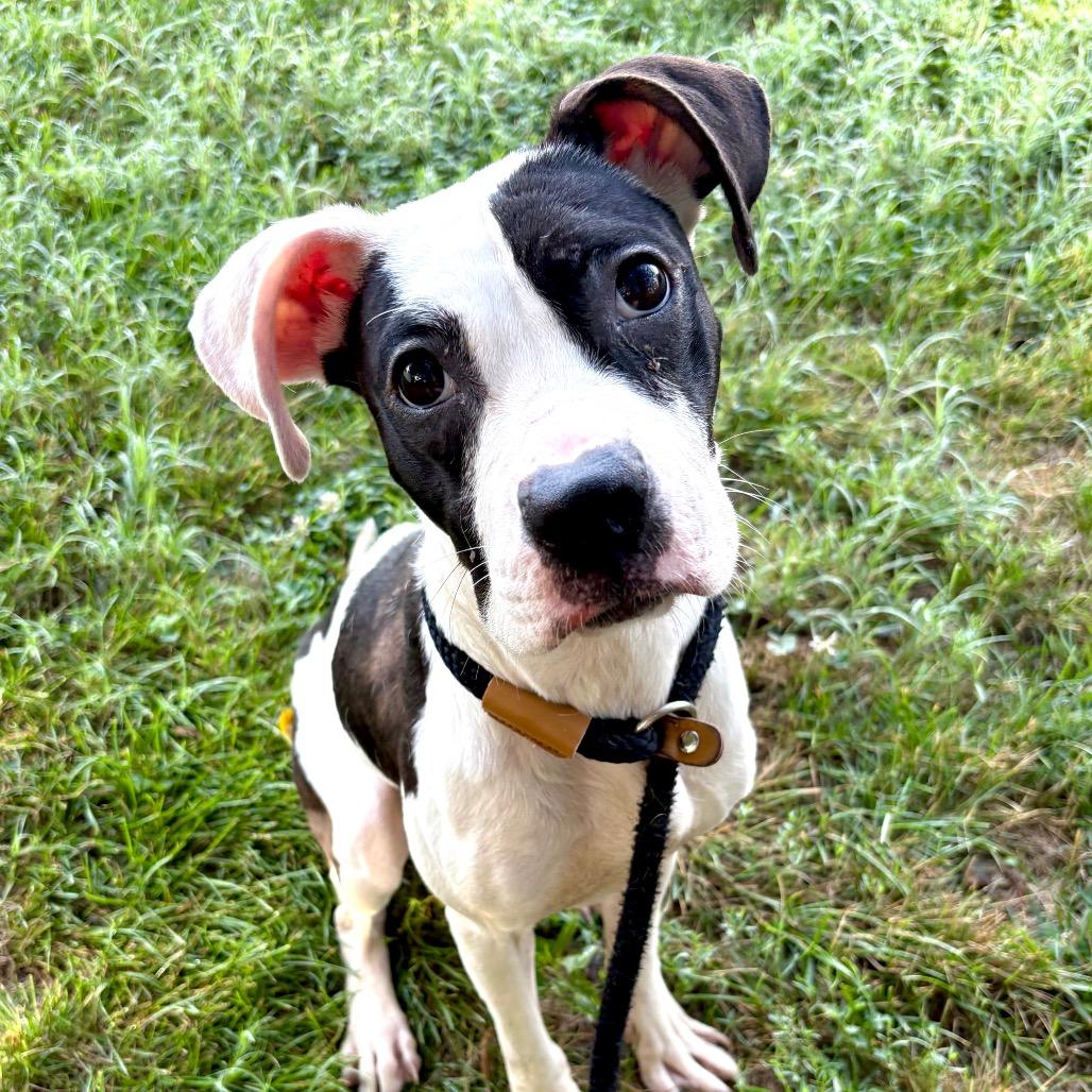 Makayla, a Adoptable Boxer in St Joseph, MO image 1/6