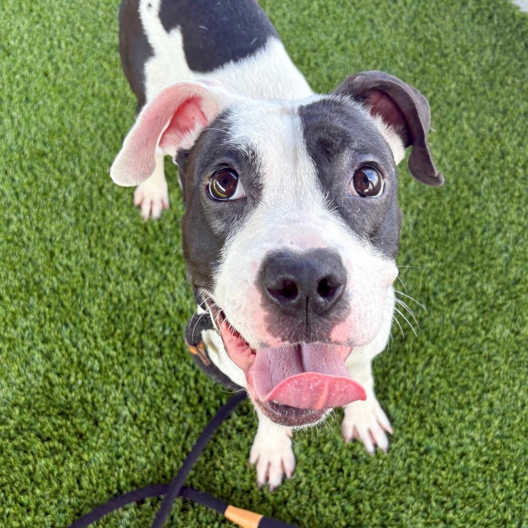 Makayla, a Adoptable Boxer in St Joseph, MO image 2/6