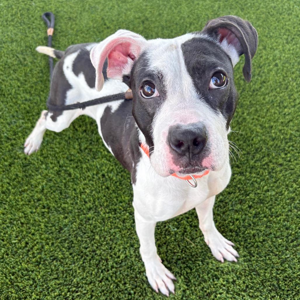 Makayla, a Adoptable Boxer in St Joseph, MO image 3/6