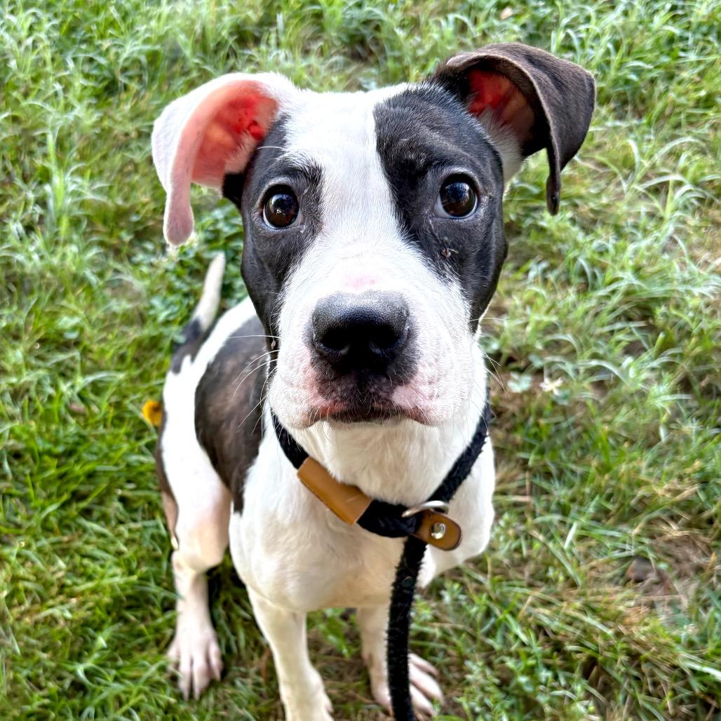 Makayla, a Adoptable Boxer in St Joseph, MO image 5/6