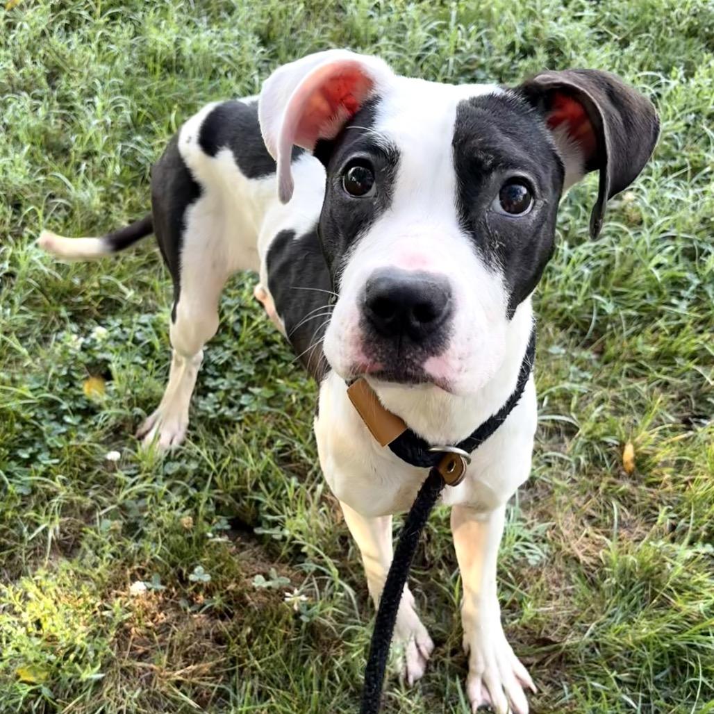 Makayla, a Adoptable Boxer in St Joseph, MO image 6/6