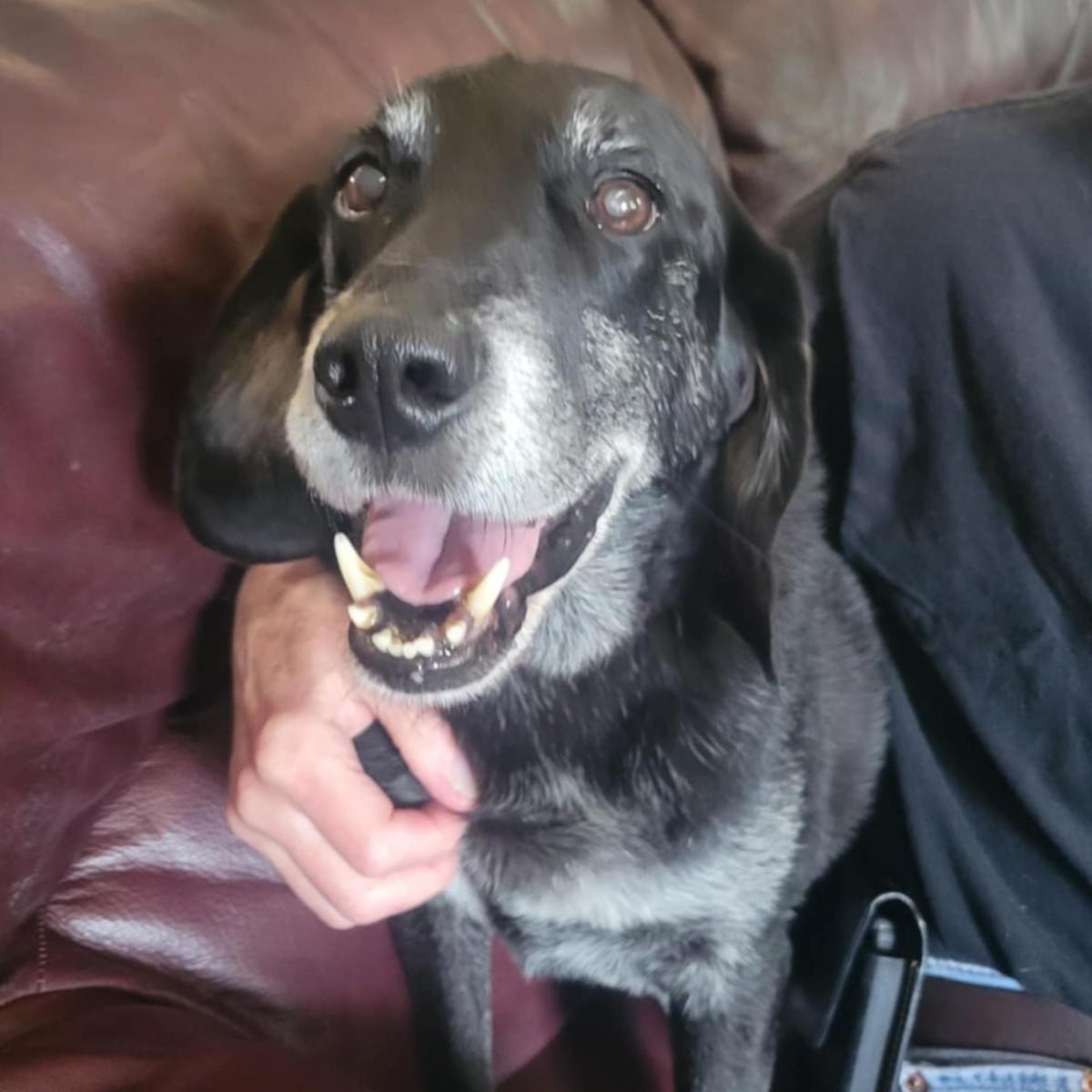 Linus, Senior Male Labrador Retriever