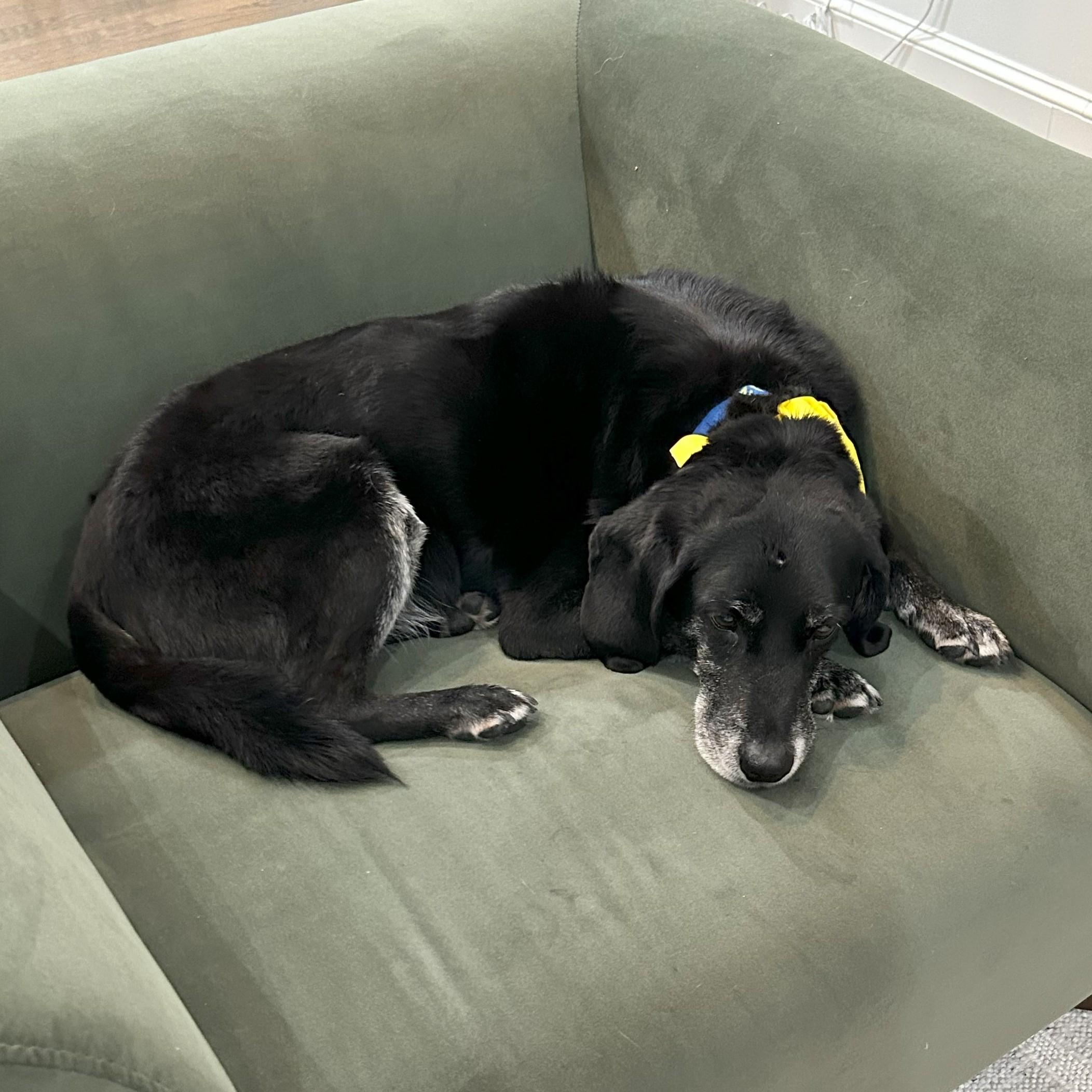 Linus photo 2