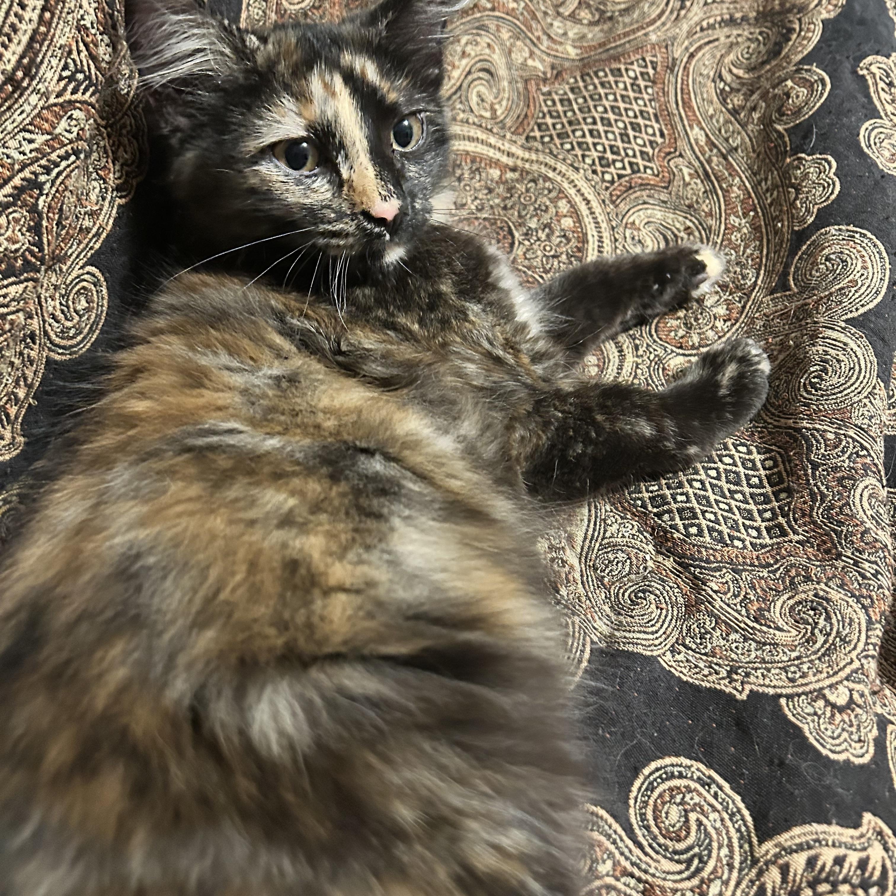 Bismark & CreamPuff , ADOPTABLE, Kitten Male Domestic Short Hair & Tortoiseshell.