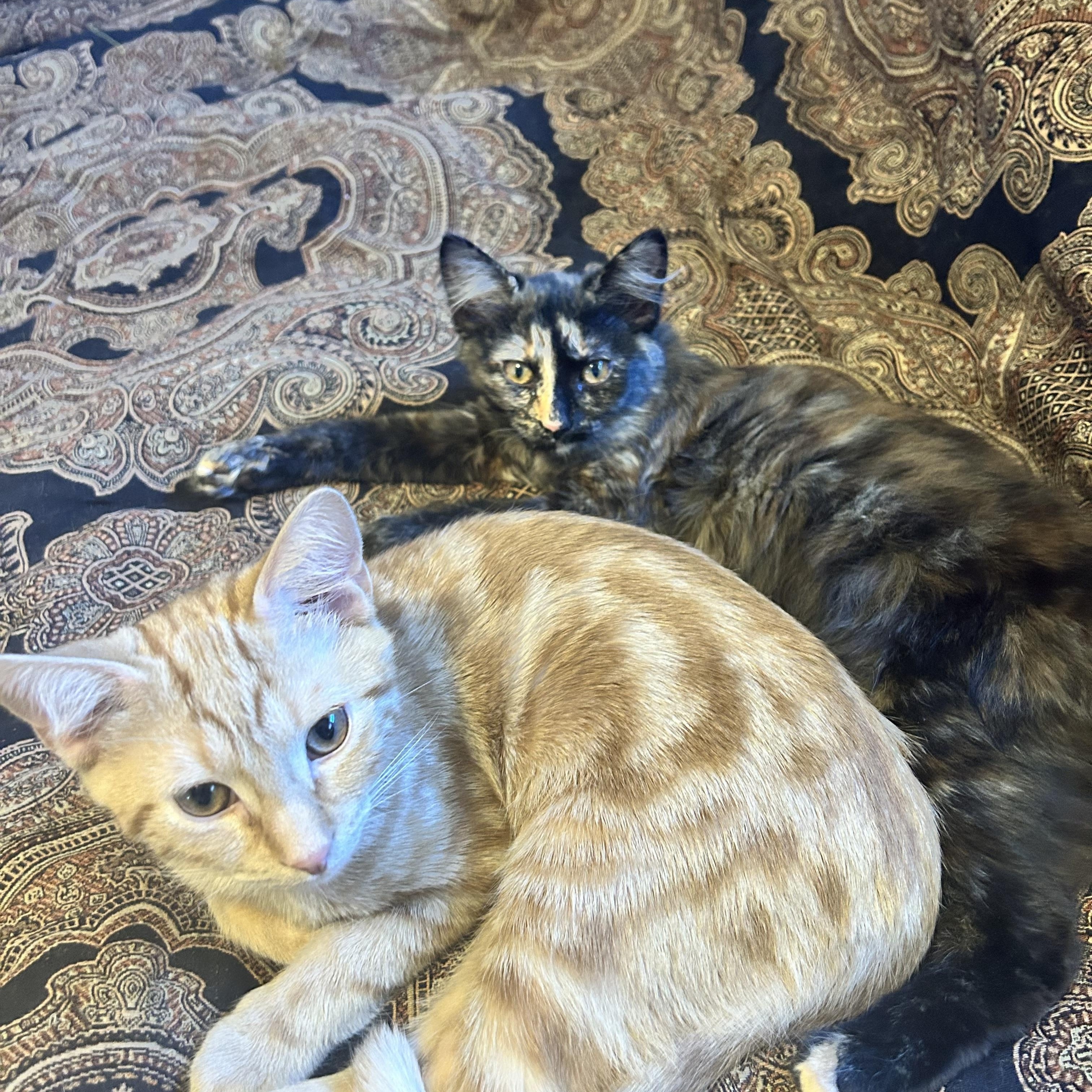 Enlarge Bismark & CreamPuff , a ADOPTABLE mixed breed in Canton, MA image 2/5