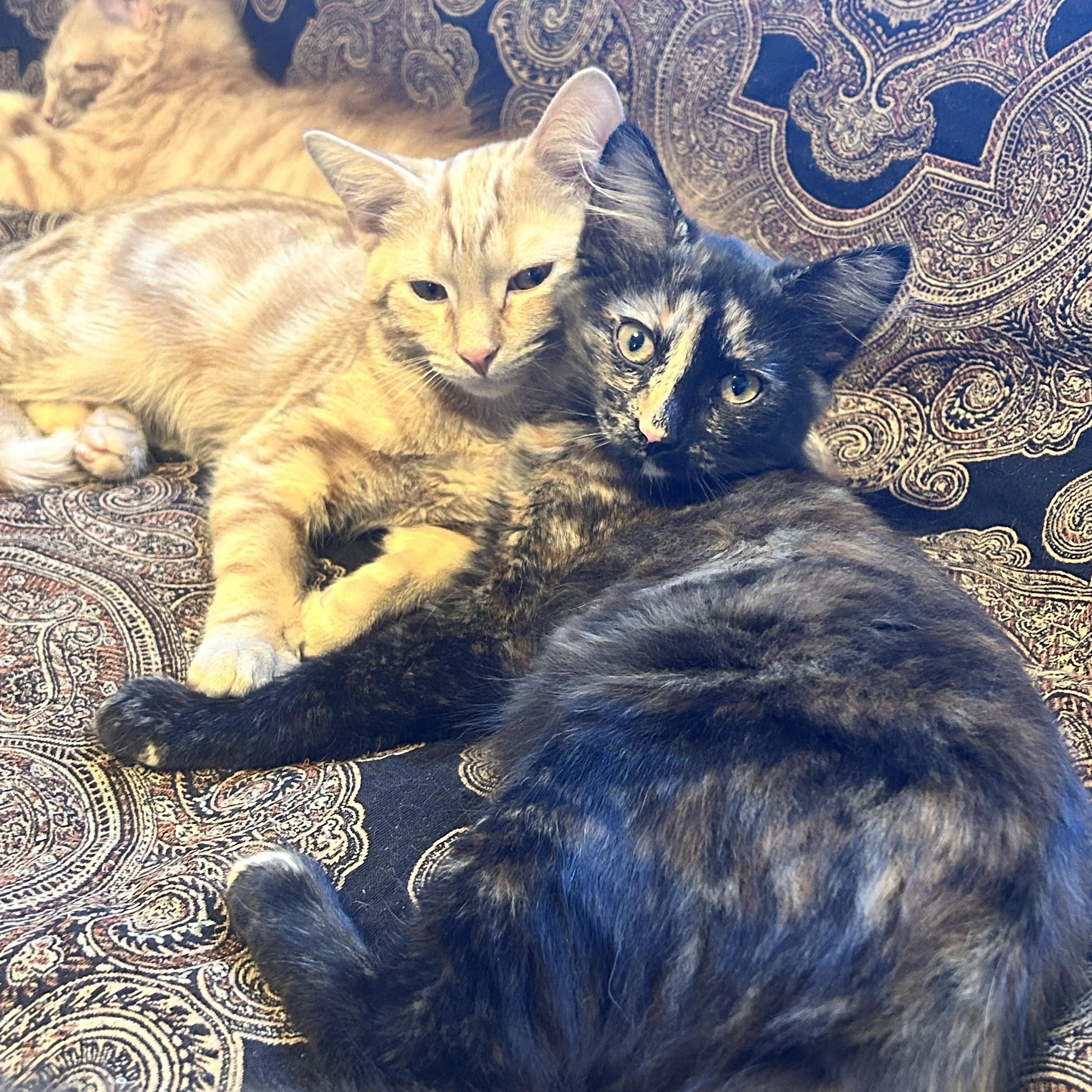 Enlarge Bismark & CreamPuff , a ADOPTABLE mixed breed in Canton, MA image 3/5