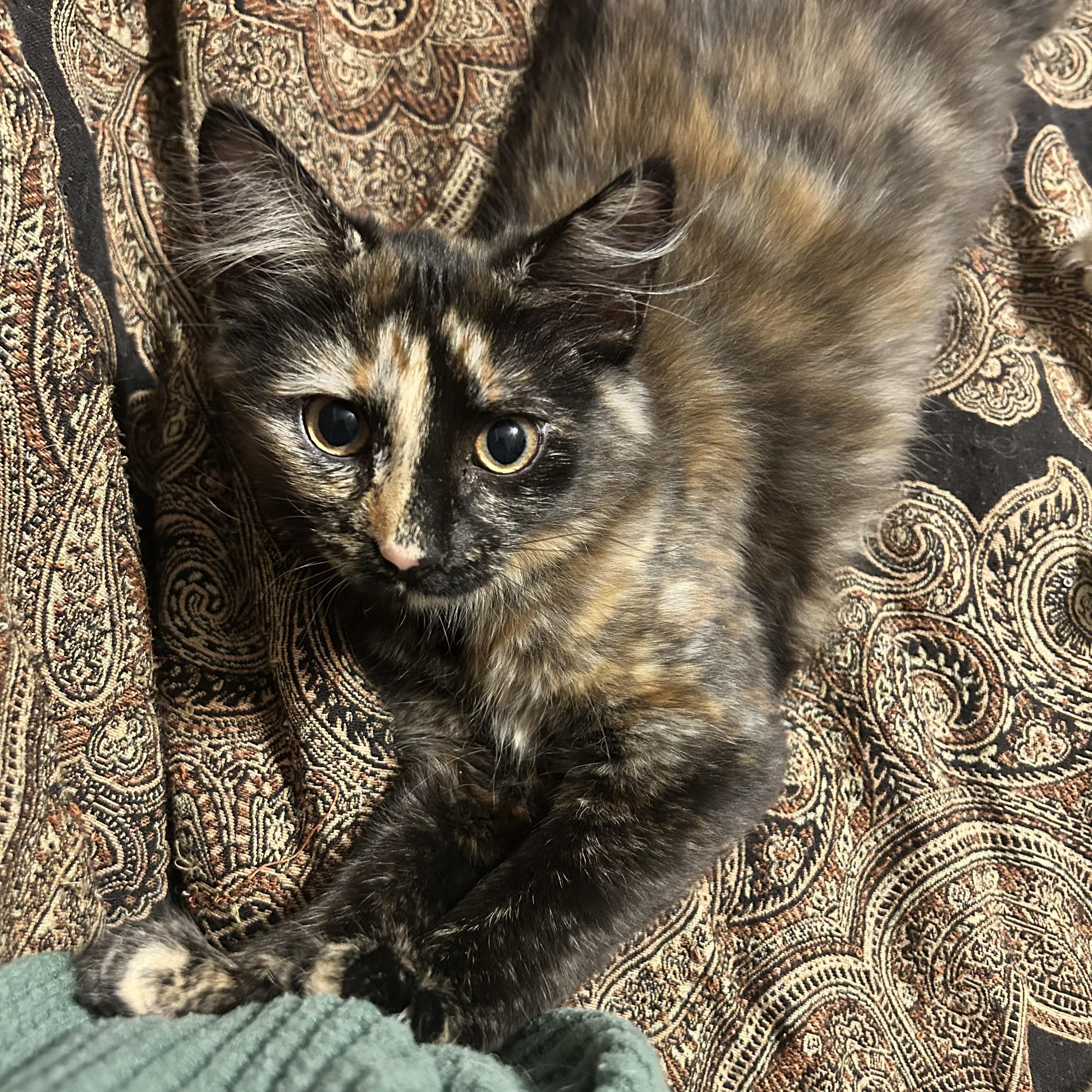 Enlarge Bismark & CreamPuff , a ADOPTABLE mixed breed in Canton, MA image 4/5