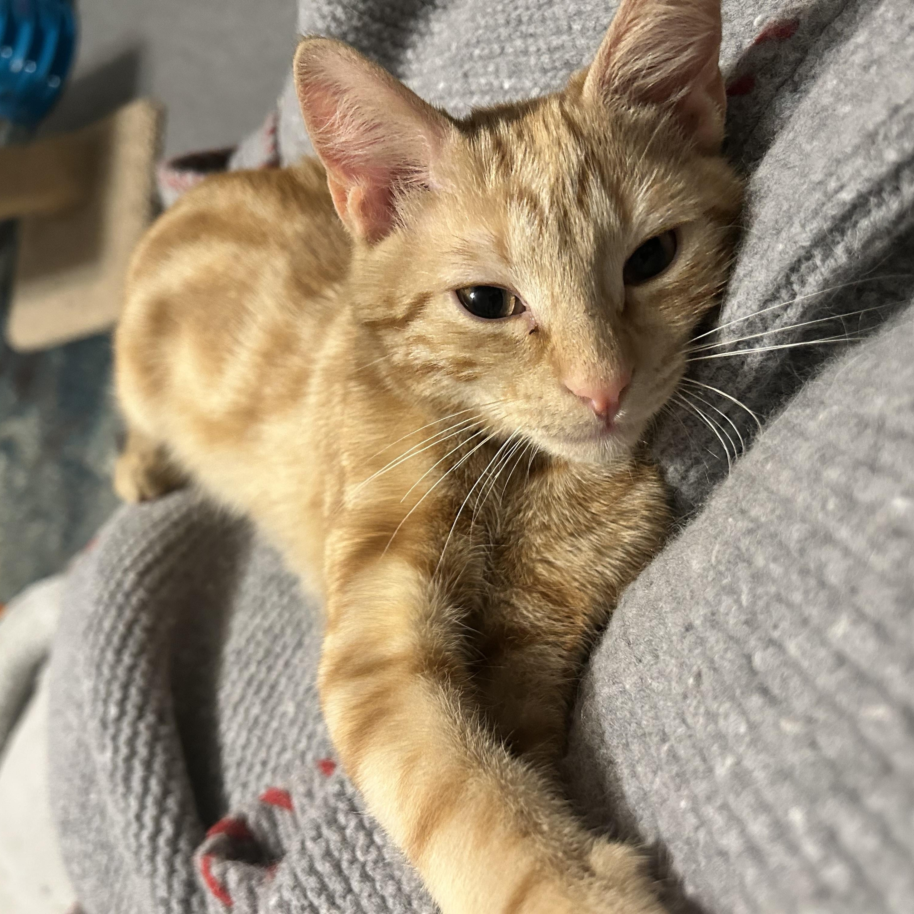 Enlarge Bismark & CreamPuff , a ADOPTABLE mixed breed in Canton, MA image 5/5