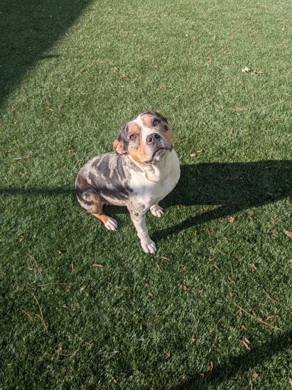 Oreo, Adoptable, Young Female Mixed Breed & Mixed Breed.
