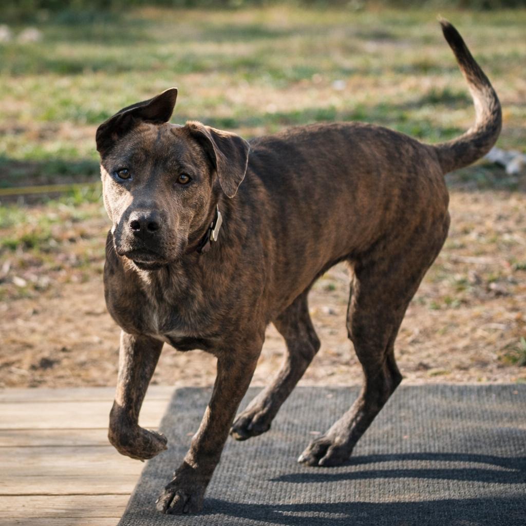 Enlarge Leonardo, a Adoptable mixed breed in Rogersville, MO image 3/5