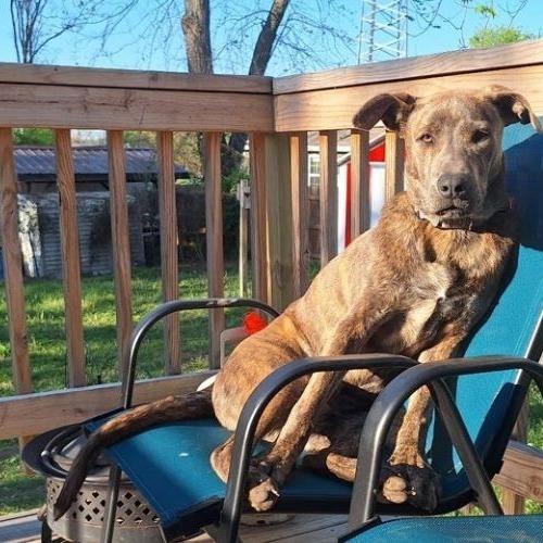 Enlarge Leonardo, a Adoptable mixed breed in Rogersville, MO image 4/5