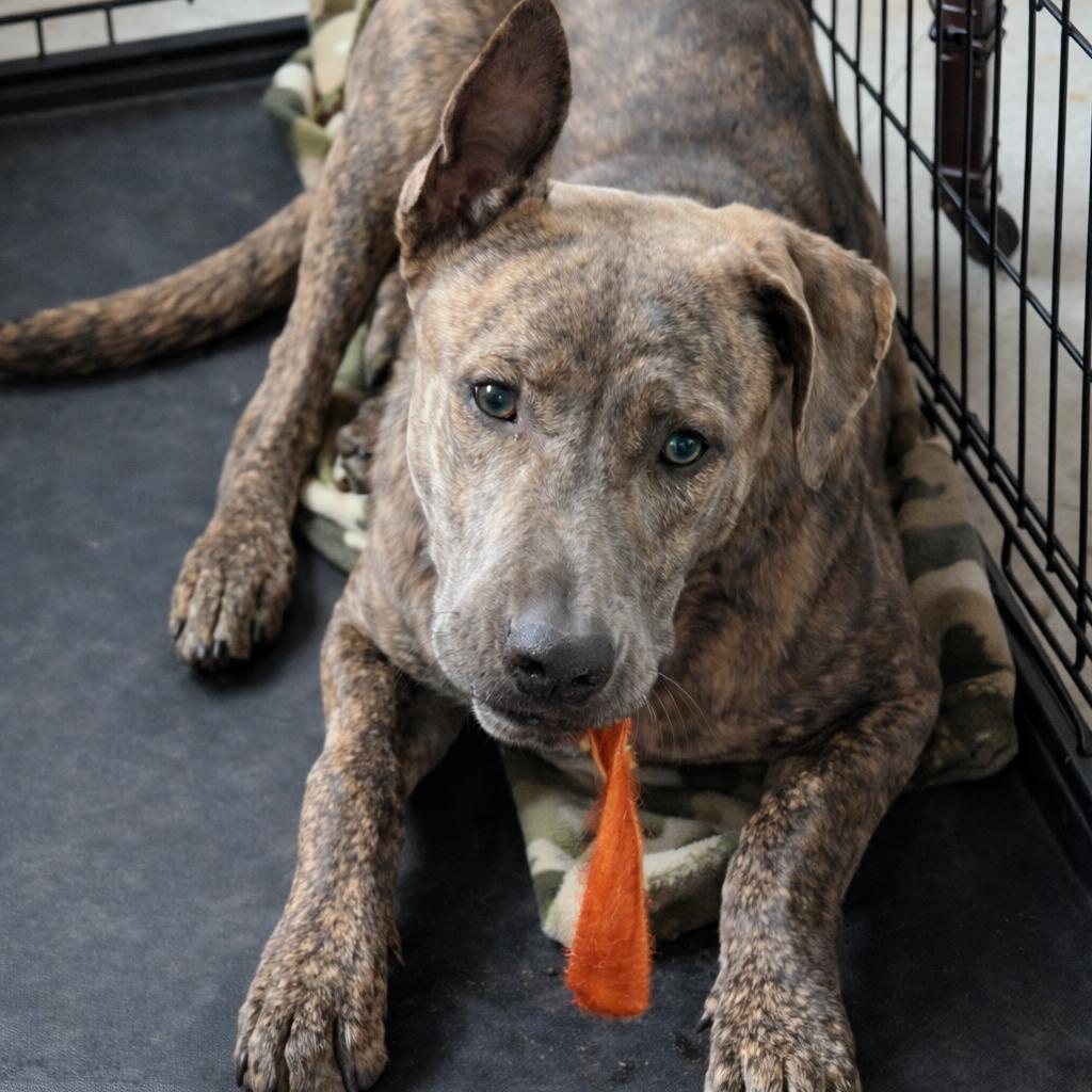 Enlarge Leonardo, a Adoptable mixed breed in Rogersville, MO image 5/5