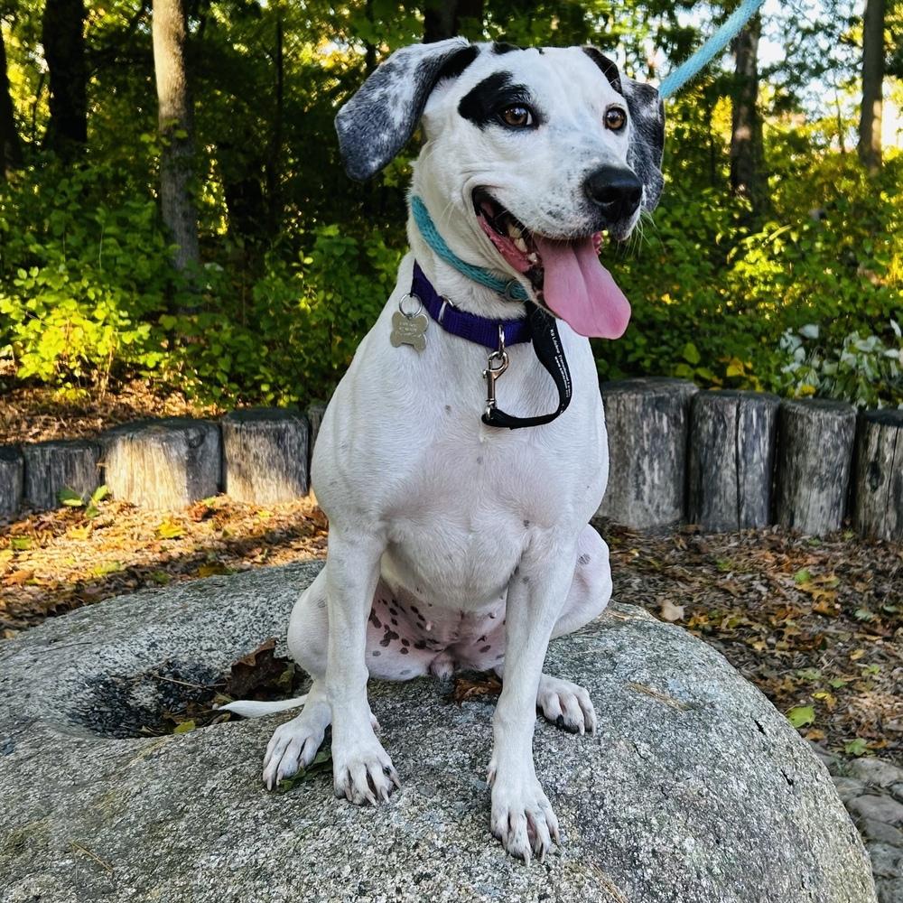 Millie Taylor, Adoptable, Adult Female Pointer.