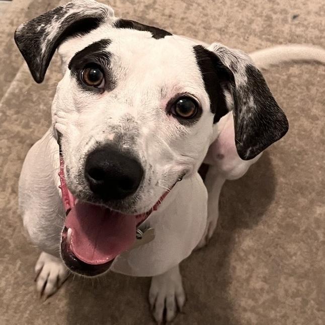 Millie Taylor, a Adoptable mixed breed in Boston, MA image 2/6