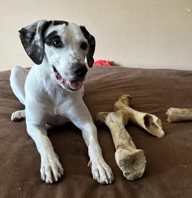 Millie Taylor, a Adoptable mixed breed in Boston, MA image 3/6