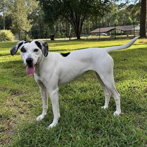 Millie Taylor, a Adoptable mixed breed in Boston, MA image 4/6