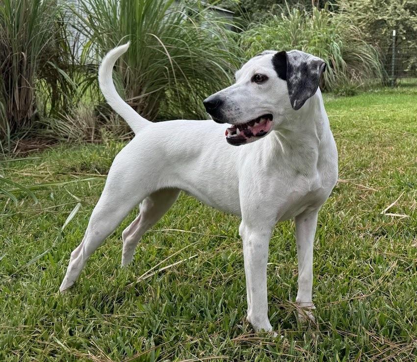 Millie Taylor, a Adoptable mixed breed in Boston, MA image 5/6