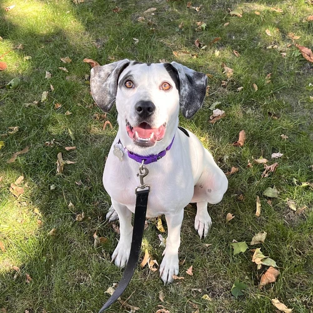 Millie Taylor, a Adoptable mixed breed in Boston, MA image 6/6