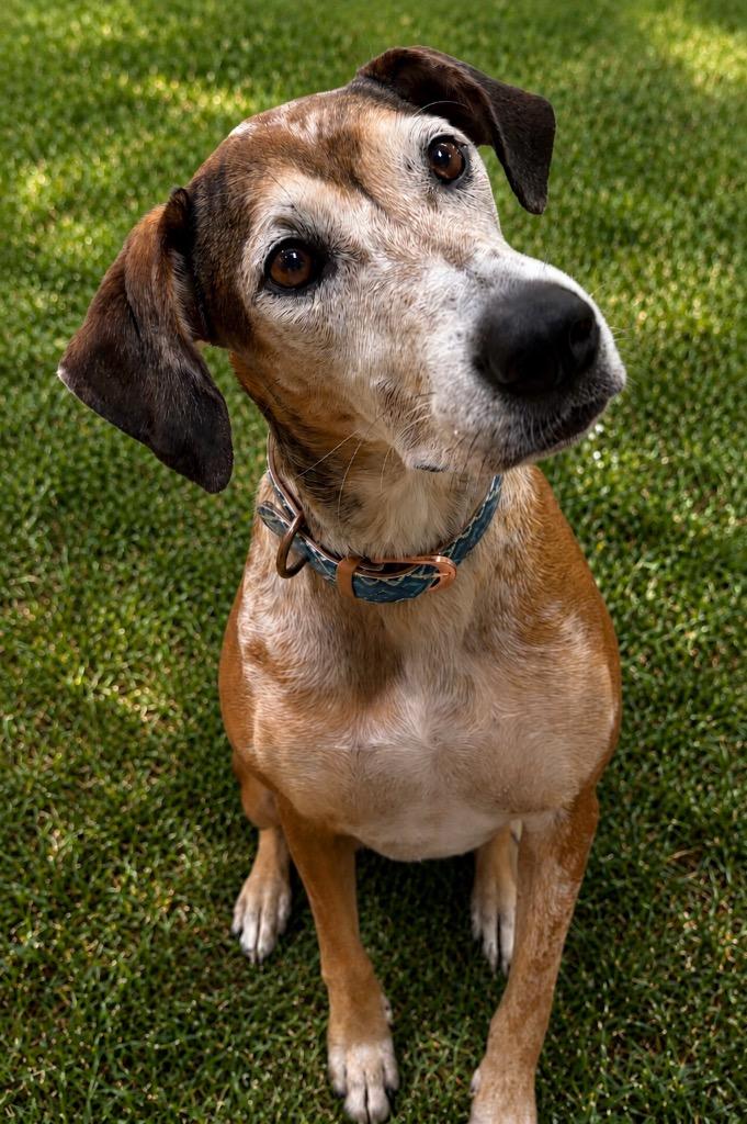 Danni, Adoptable, Adult Female Mixed Breed.