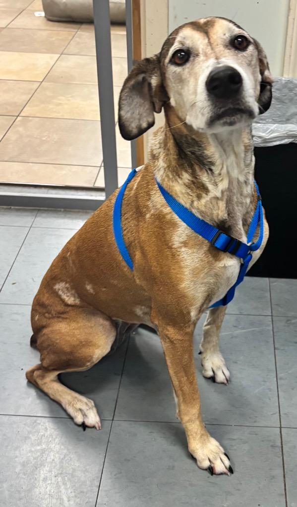 Enlarge Danni, a Adoptable Mixed Breed in Ocala, FL image 1/2
