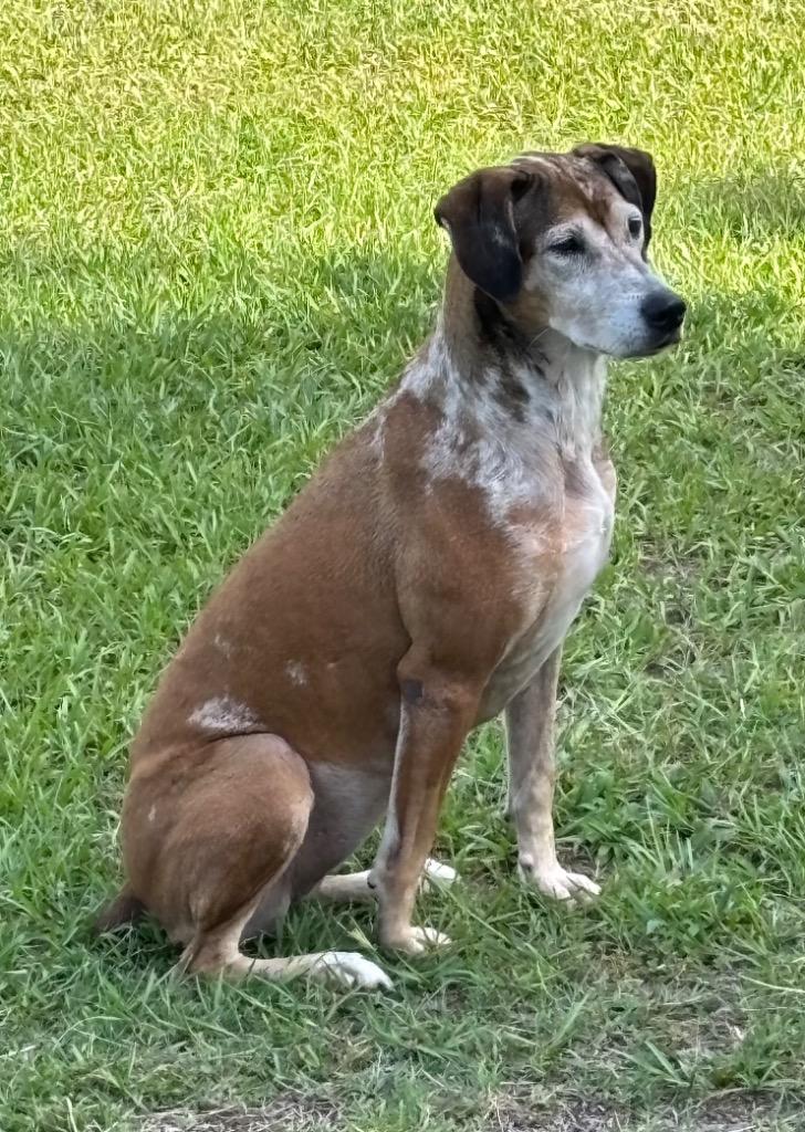 Danni, a Adoptable Mixed Breed in Ocala, FL image 2/3