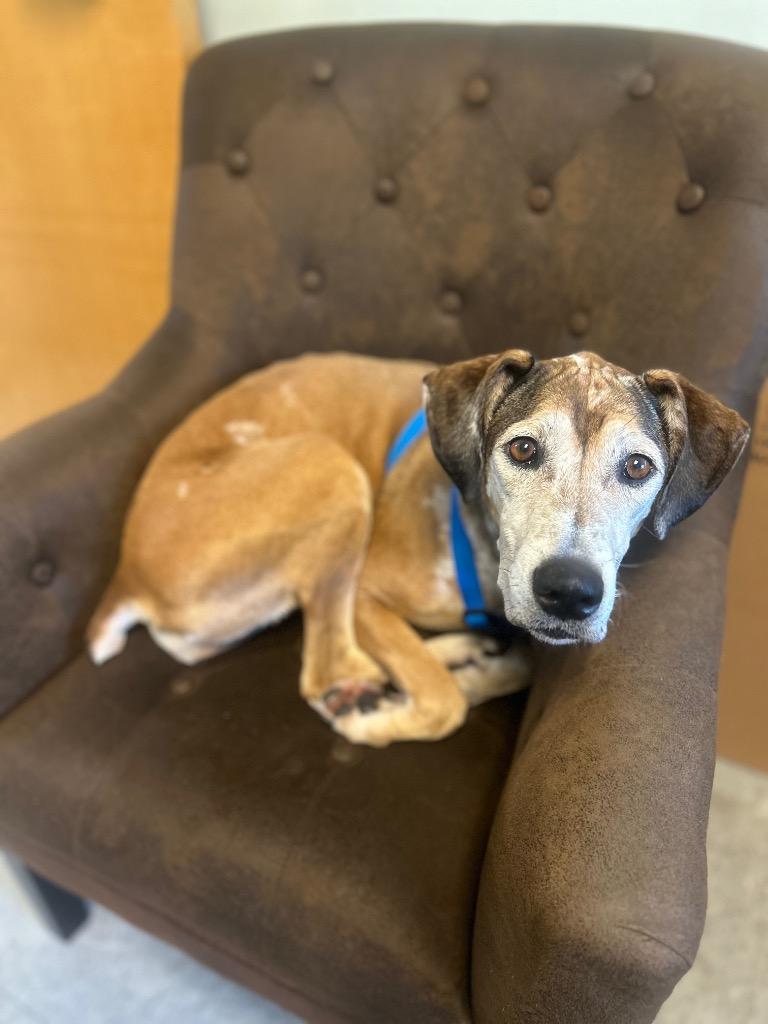Enlarge Danni, a Adoptable Mixed Breed in Ocala, FL image 2/2