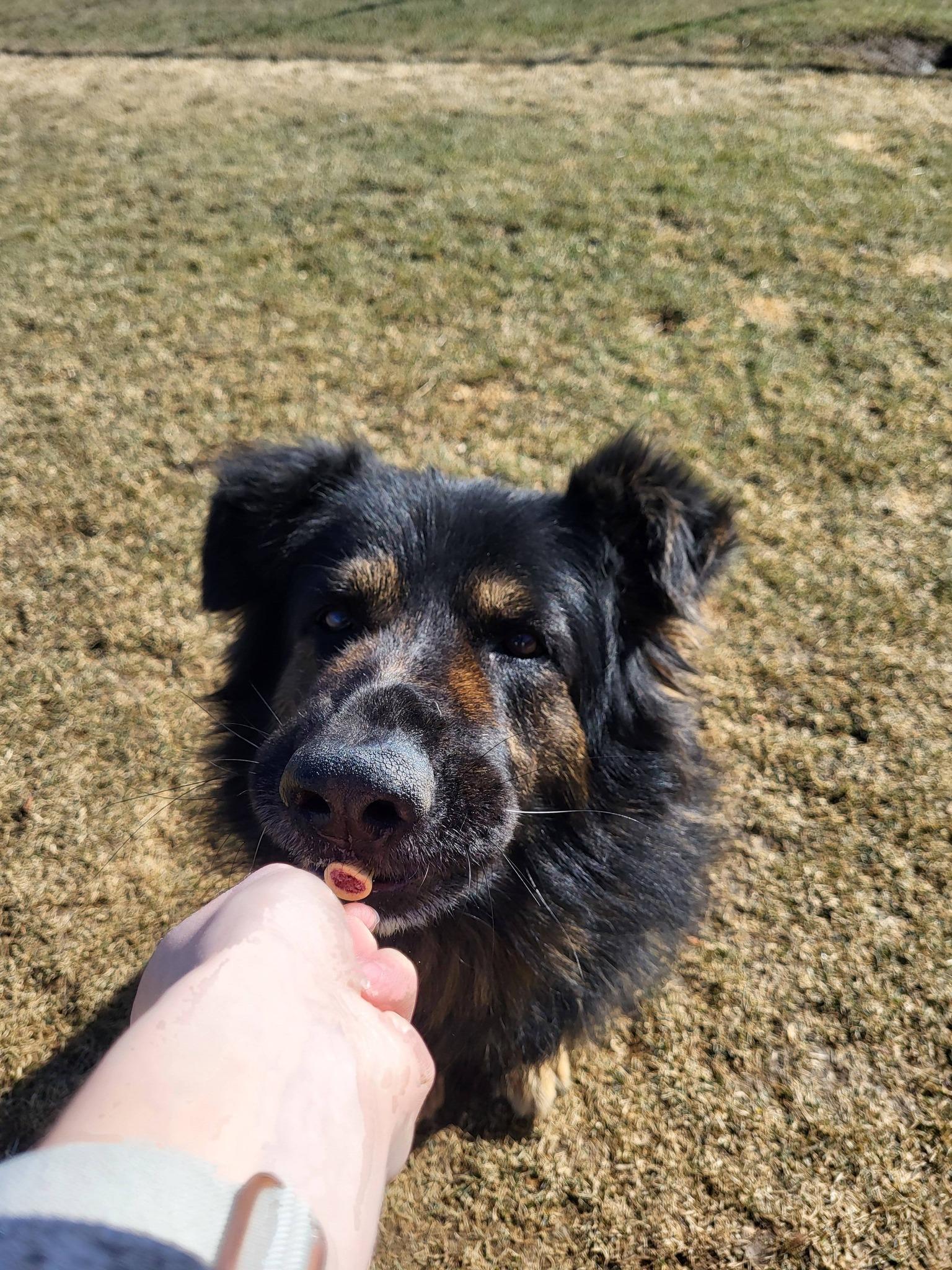 Enlarge Cupcake, a ADOPTABLE German Shepherd Dog in Chilton, WI image 4/6