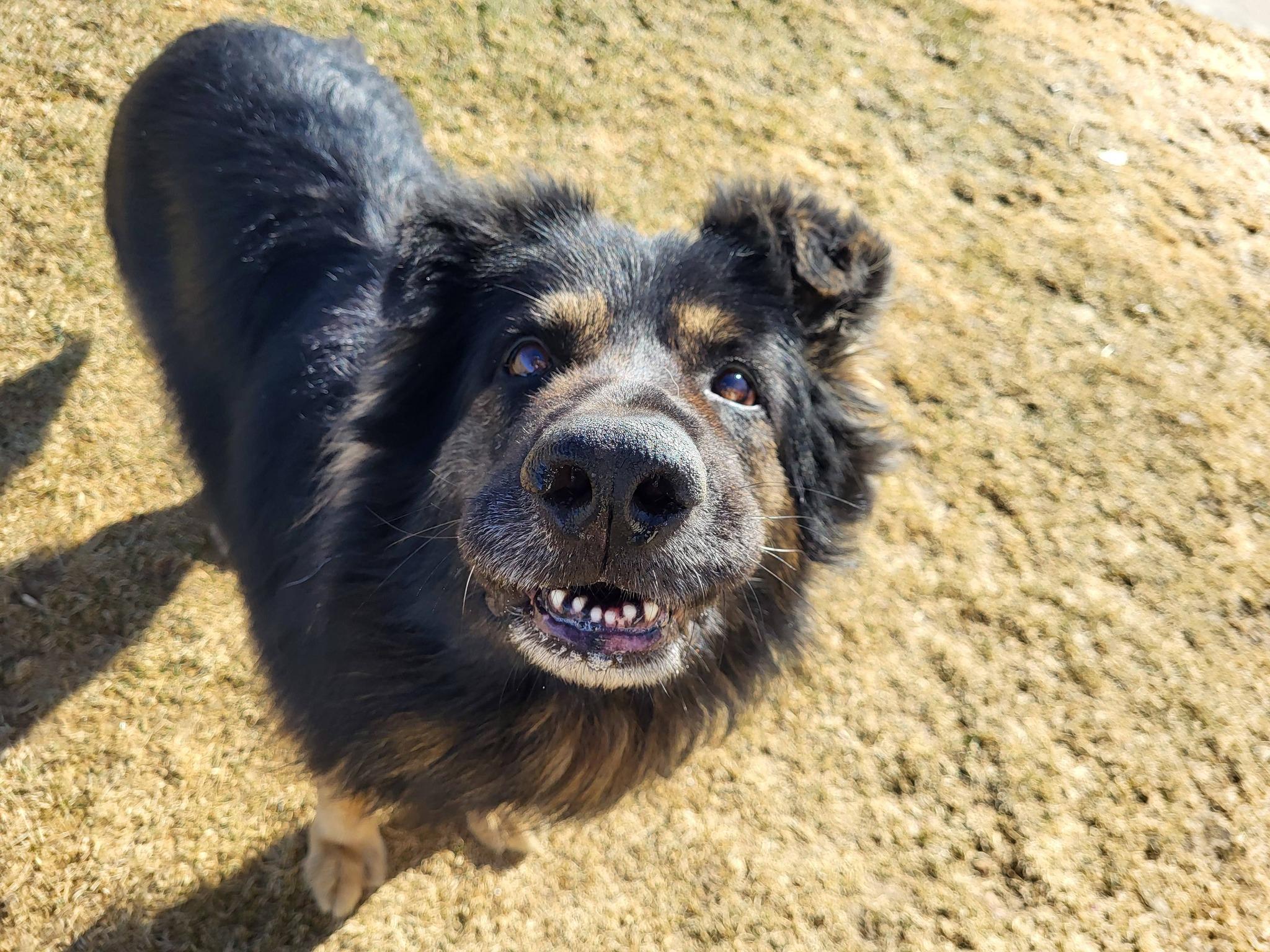 Enlarge Cupcake, a ADOPTABLE German Shepherd Dog in Chilton, WI image 2/6