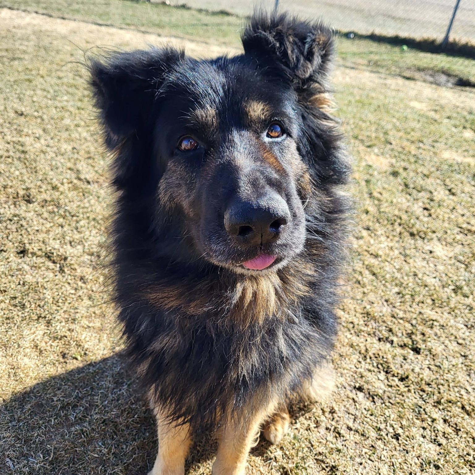 Cupcake, ADOPTABLE, Senior Male German Shepherd Dog.
