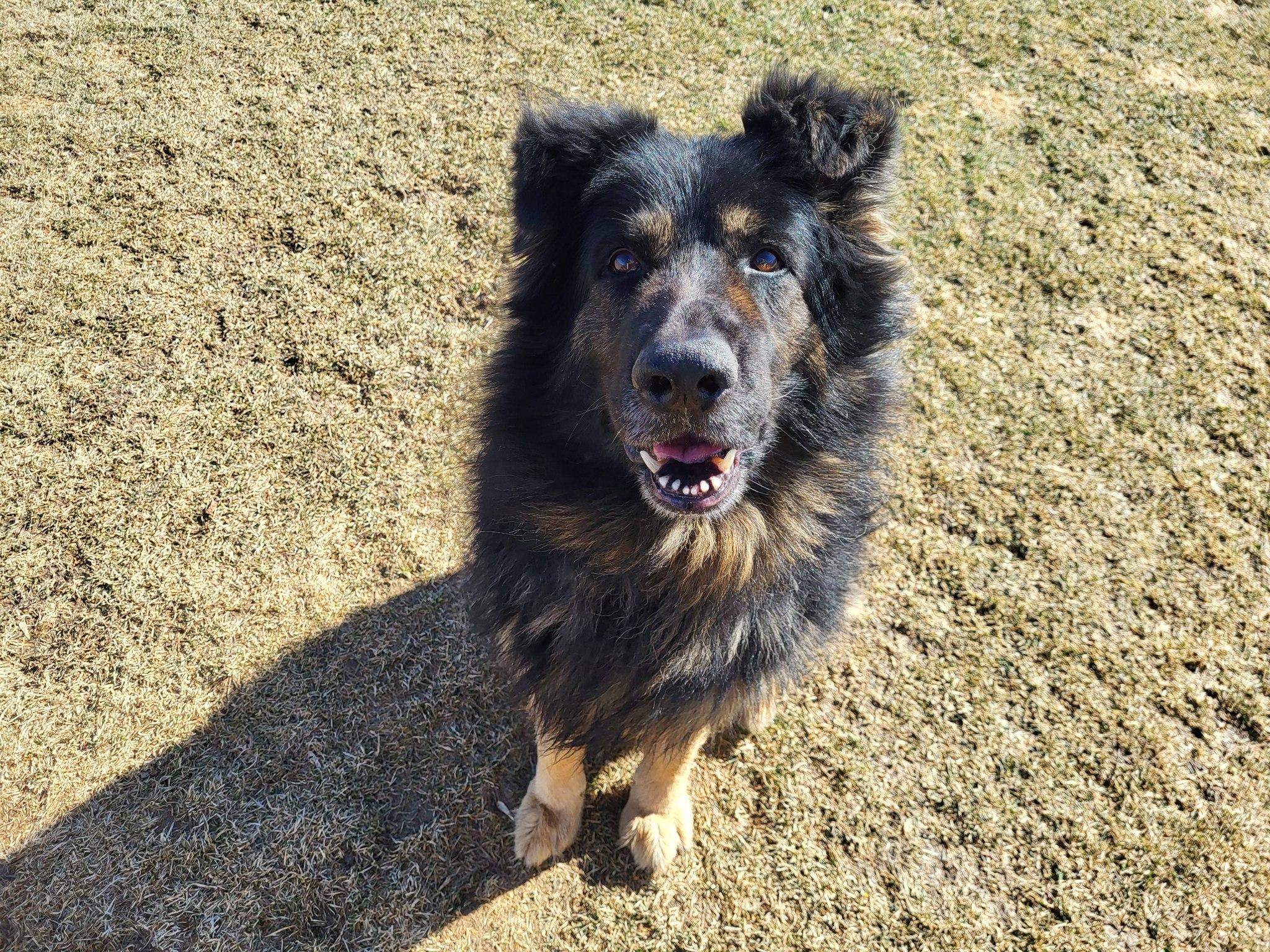 Enlarge Cupcake, a ADOPTABLE German Shepherd Dog in Chilton, WI image 3/6